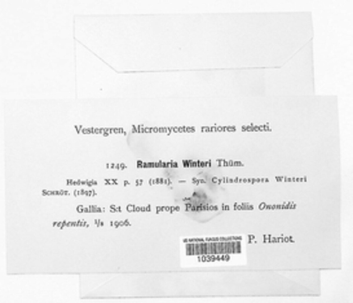 Ramularia winteri image